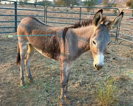 Donkey Recovering After Latest Bow Assault on Feral Donkeys in California