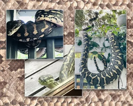 Welcoming my Snakes in the Overhead Space: An Evolution from Fear to Fascination